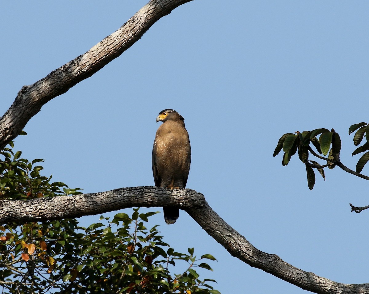 Crested Serpent-Eagle - ML616798653