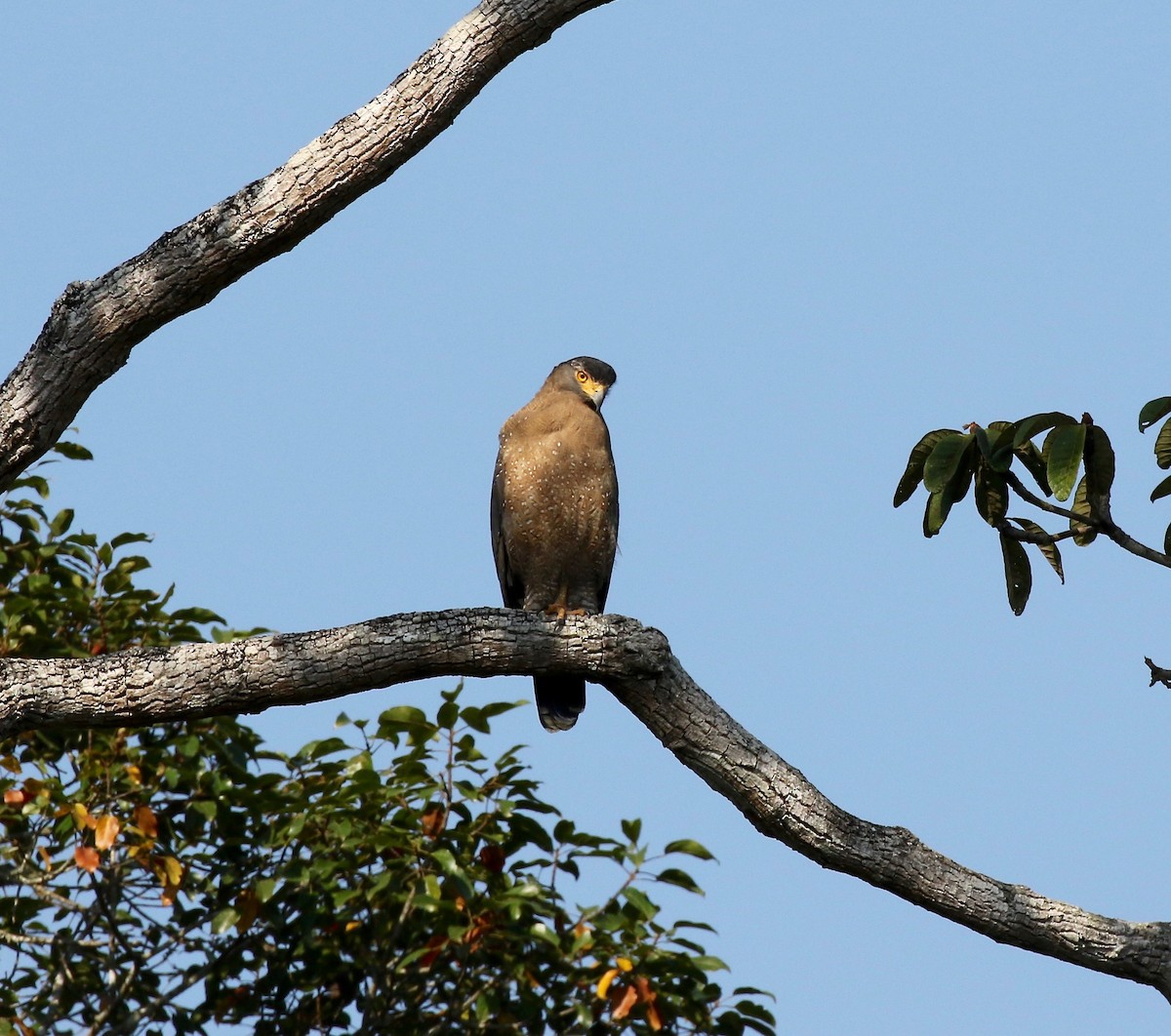 Crested Serpent-Eagle - ML616798655