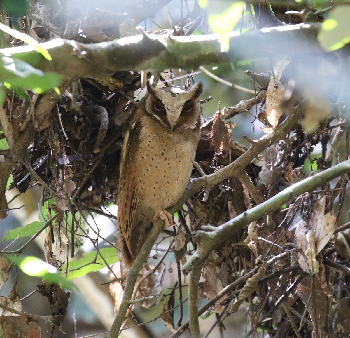 White-fronted Scops-Owl - ML616798857