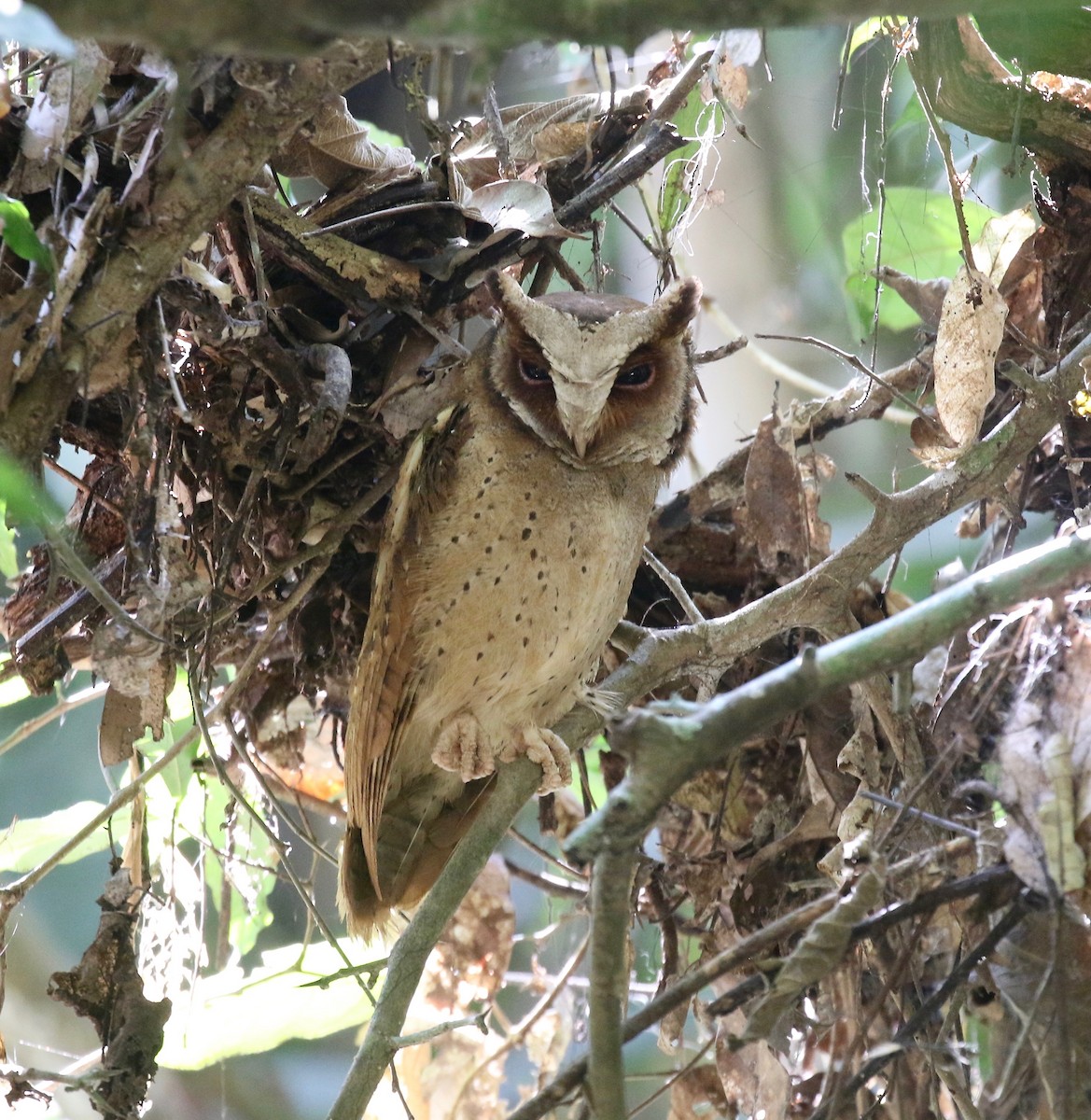 White-fronted Scops-Owl - ML616798859