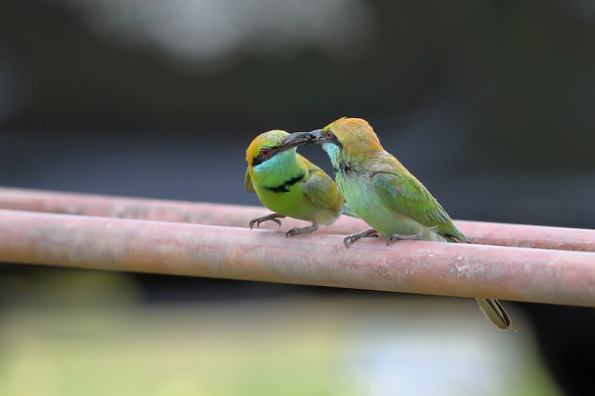 Asian Green Bee-eater - ML616798919