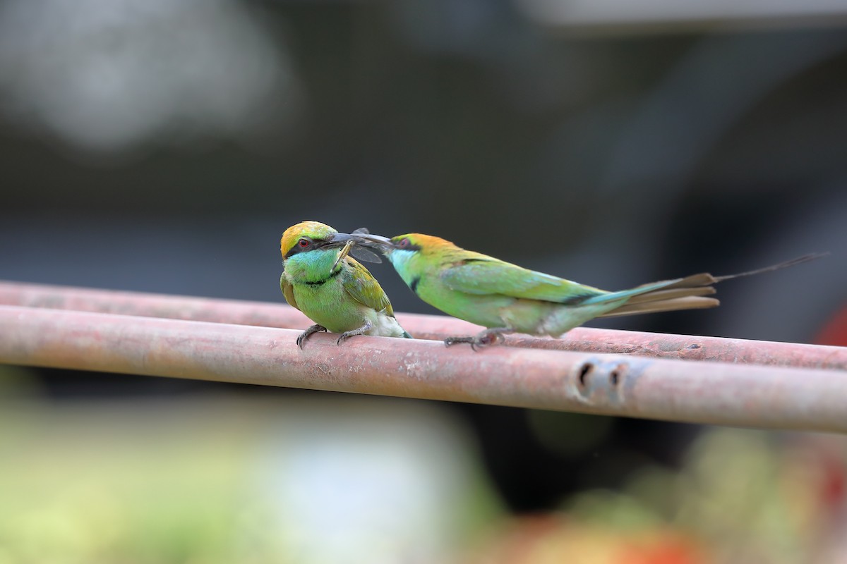Asian Green Bee-eater - ML616798920