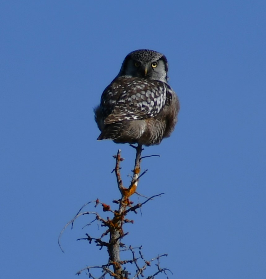 Northern Hawk Owl - ML616798976