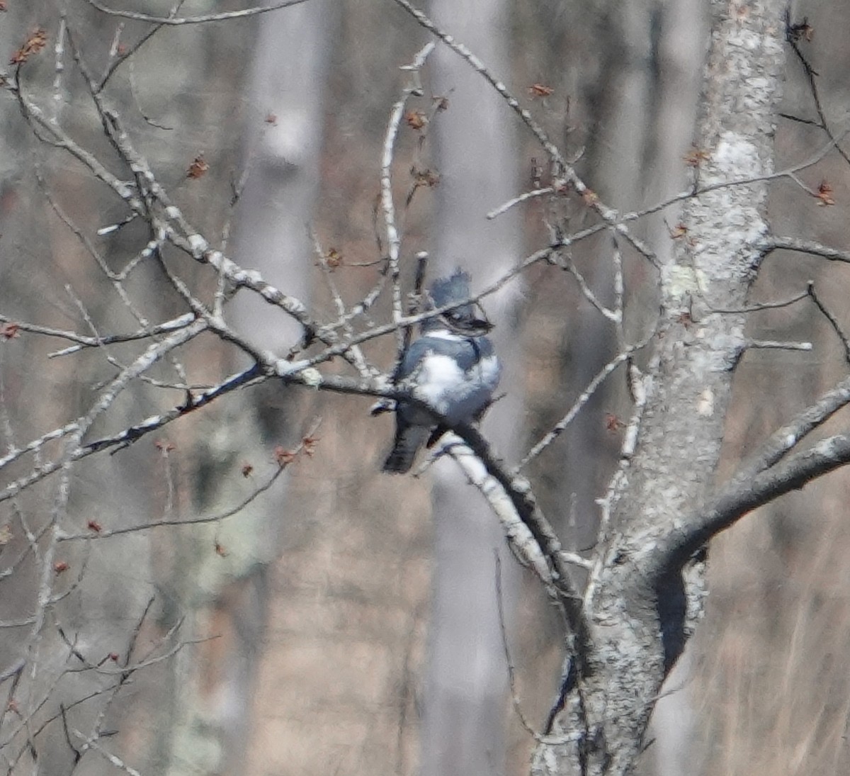 Belted Kingfisher - ML616798983