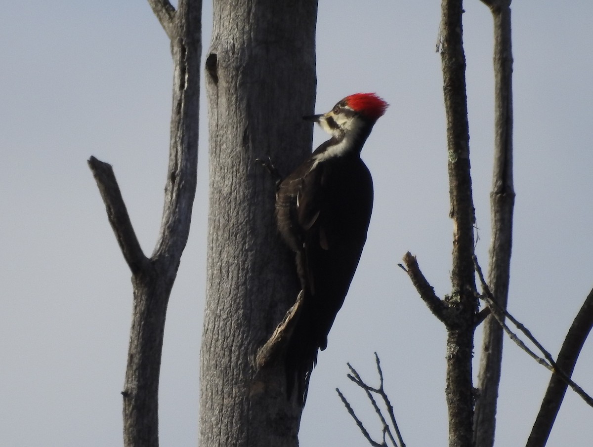 Pileated Woodpecker - Andre Cutolo