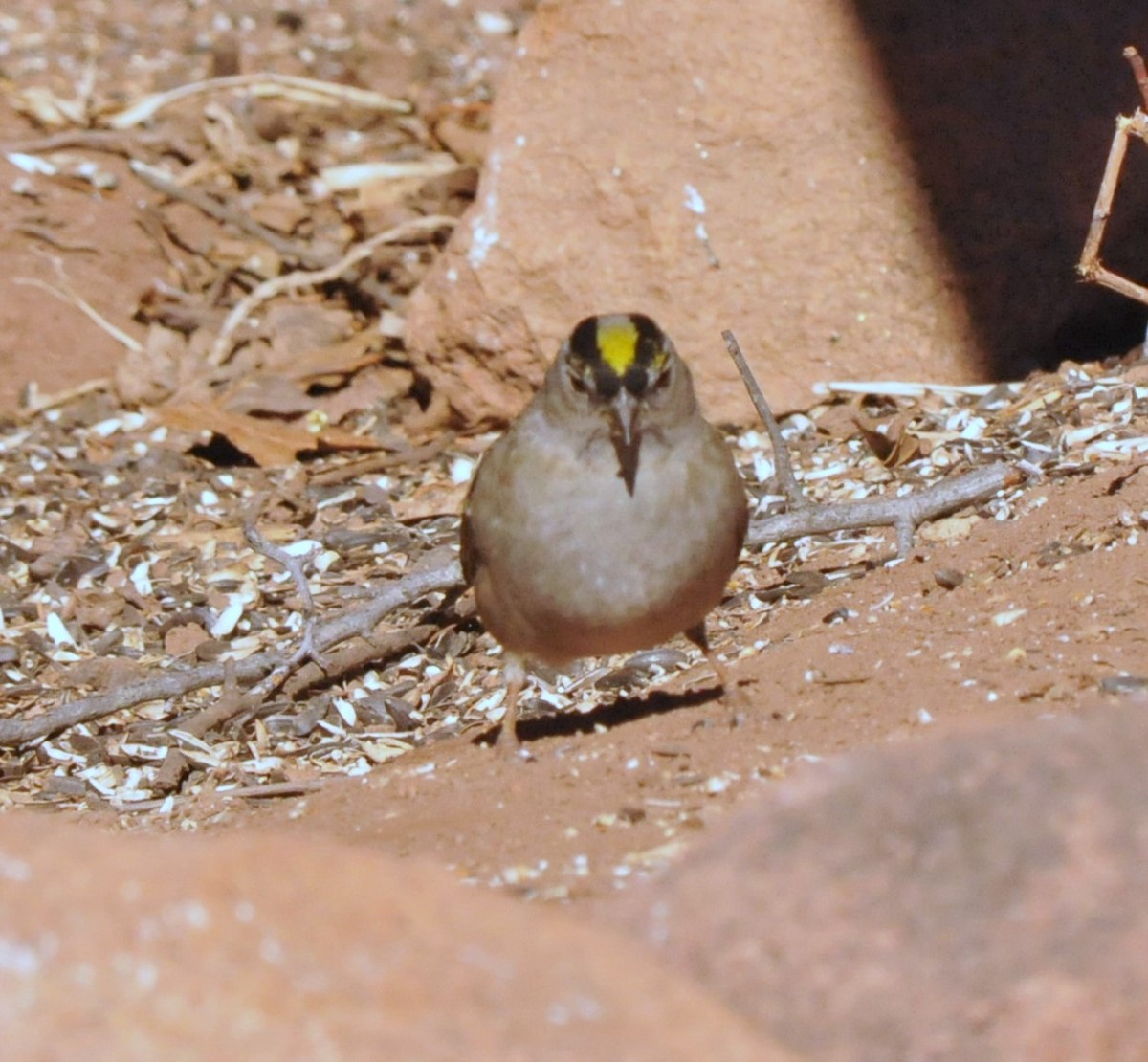Golden-crowned Sparrow - ML616799369