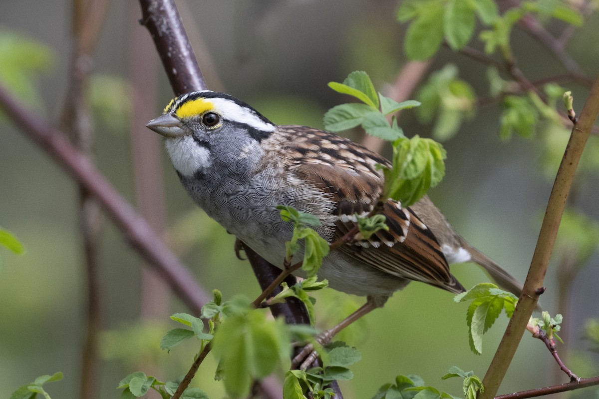 White-throated Sparrow - ML616799385