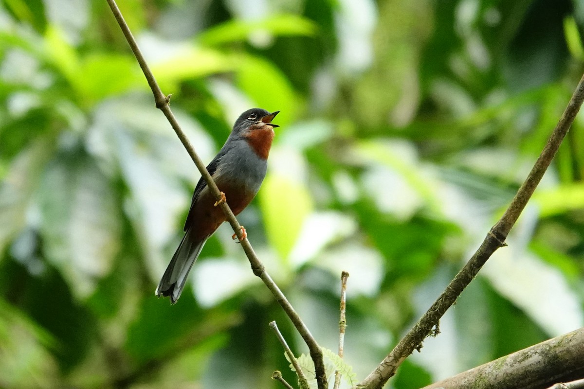 Rufous-throated Solitaire - ML616799459