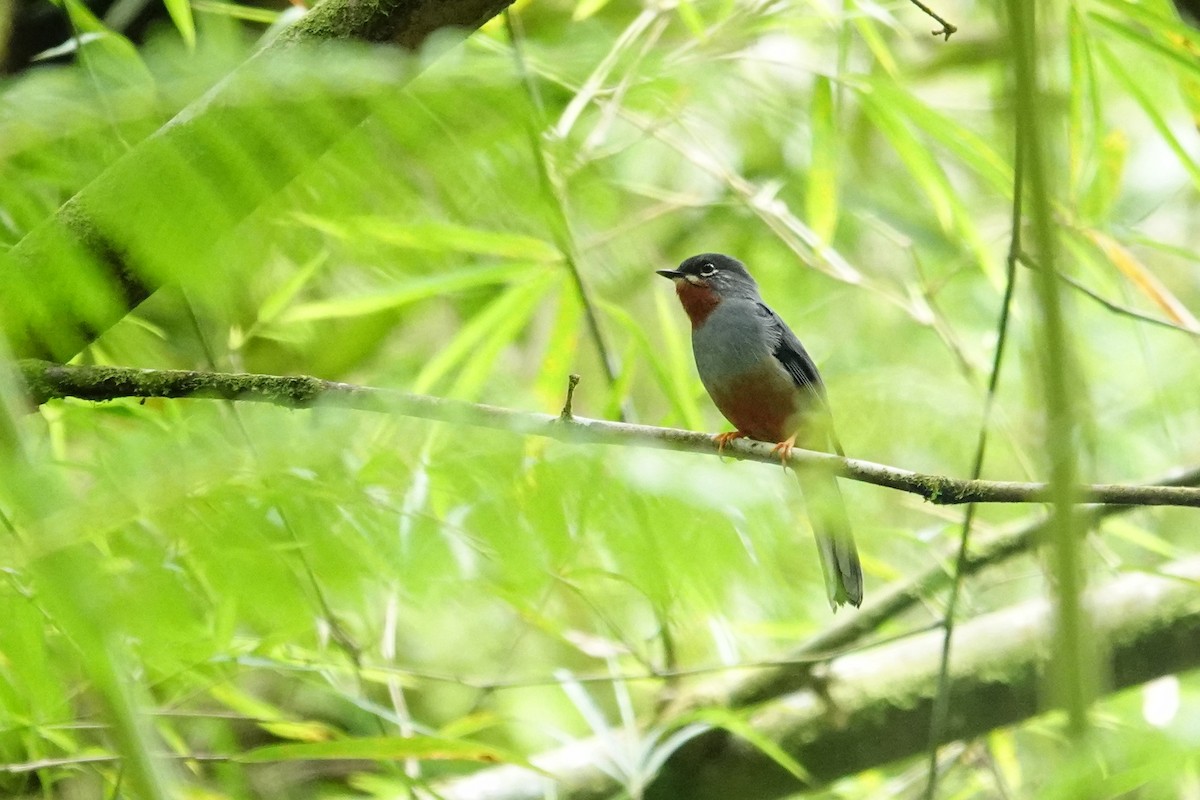 Rufous-throated Solitaire - ML616799460