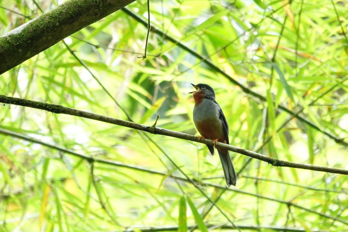 Rufous-throated Solitaire - Vincent Rufray
