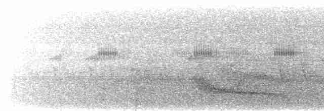 Weißkehl-Ameisenvogel - ML616799488