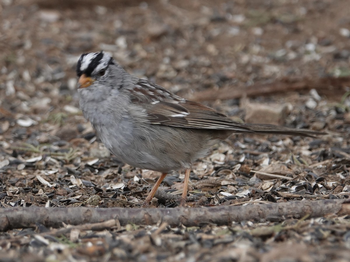 White-crowned Sparrow - ML616799505