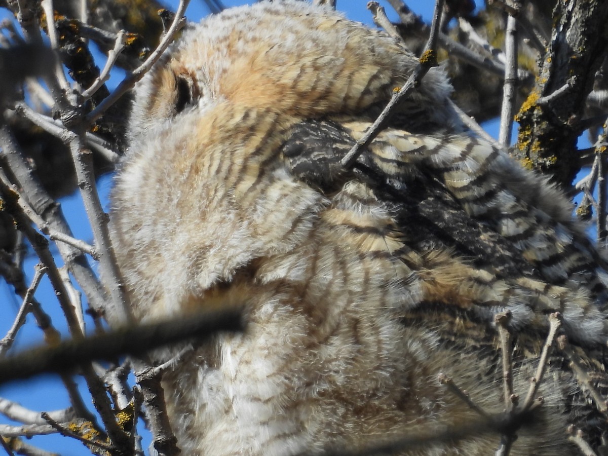 Great Horned Owl - ML616799560