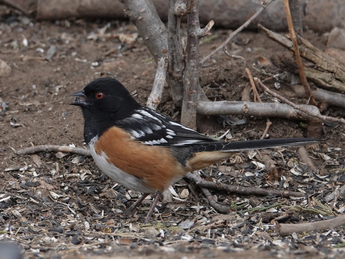 Spotted Towhee - ML616799563