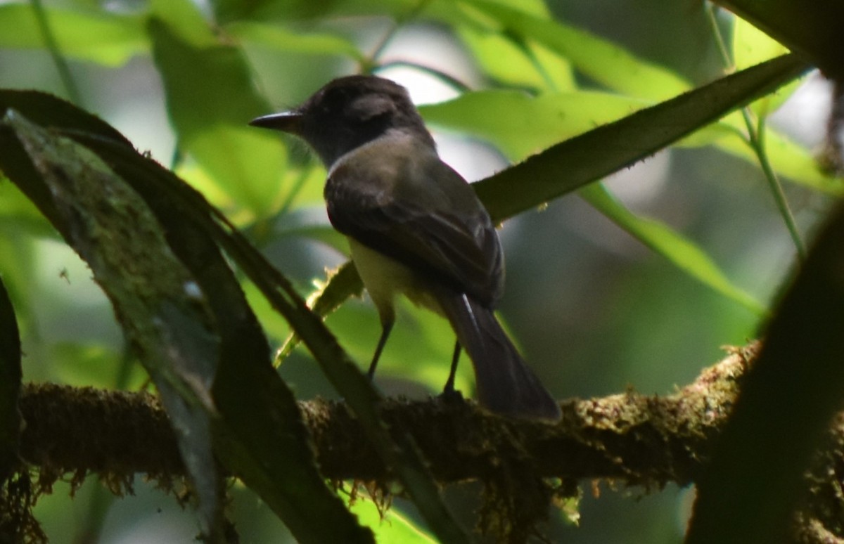 Great Crested Flycatcher - ML616799599