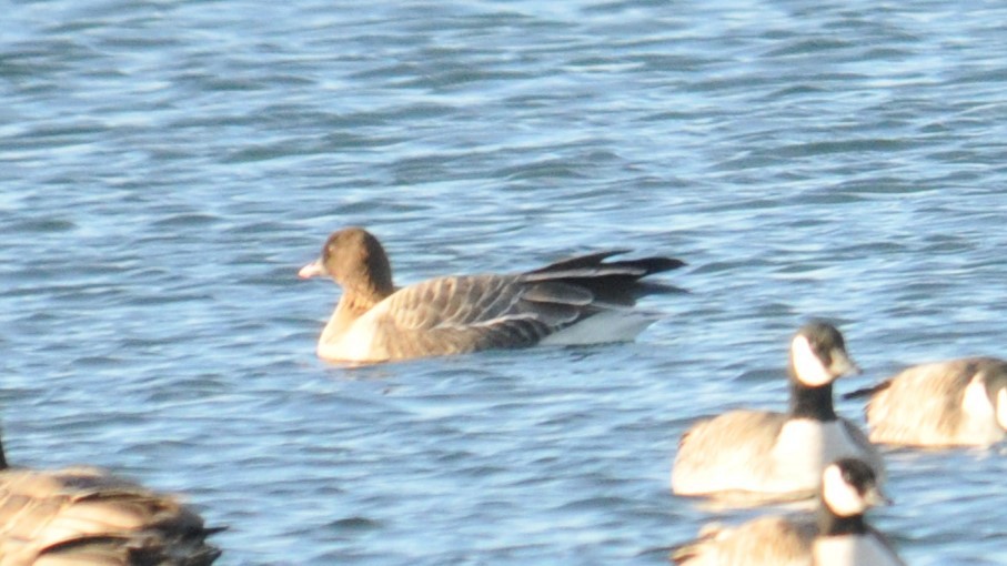 Pink-footed Goose - ML616799813