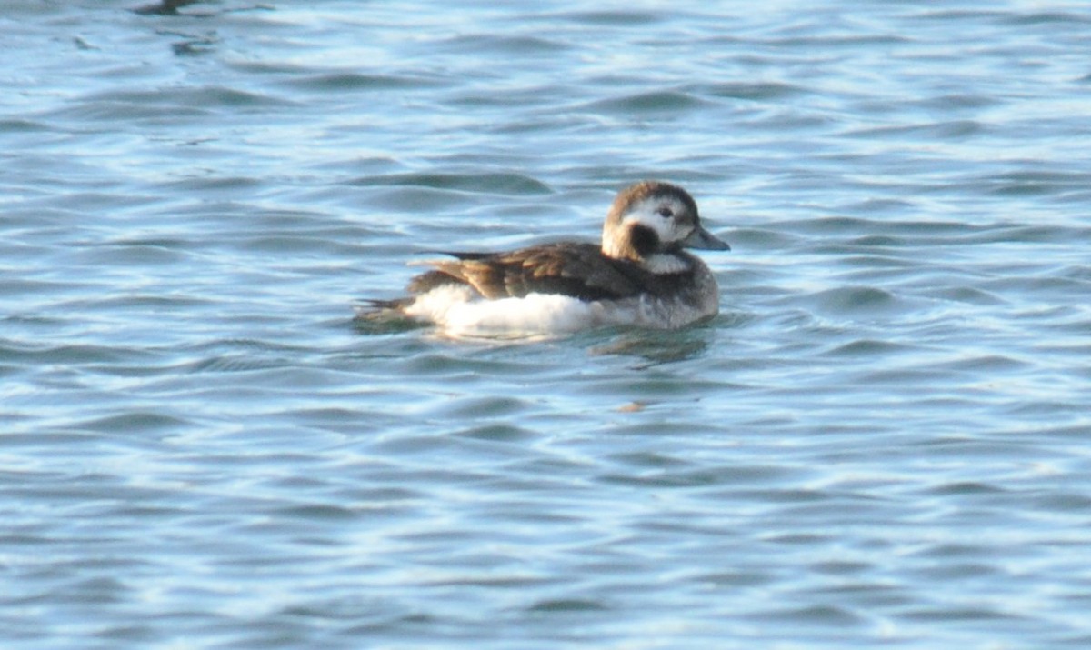 Long-tailed Duck - ML616799817