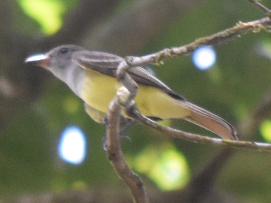 Great Crested Flycatcher - ML616799834