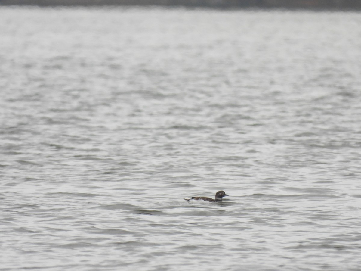 Long-tailed Duck - ML616799935