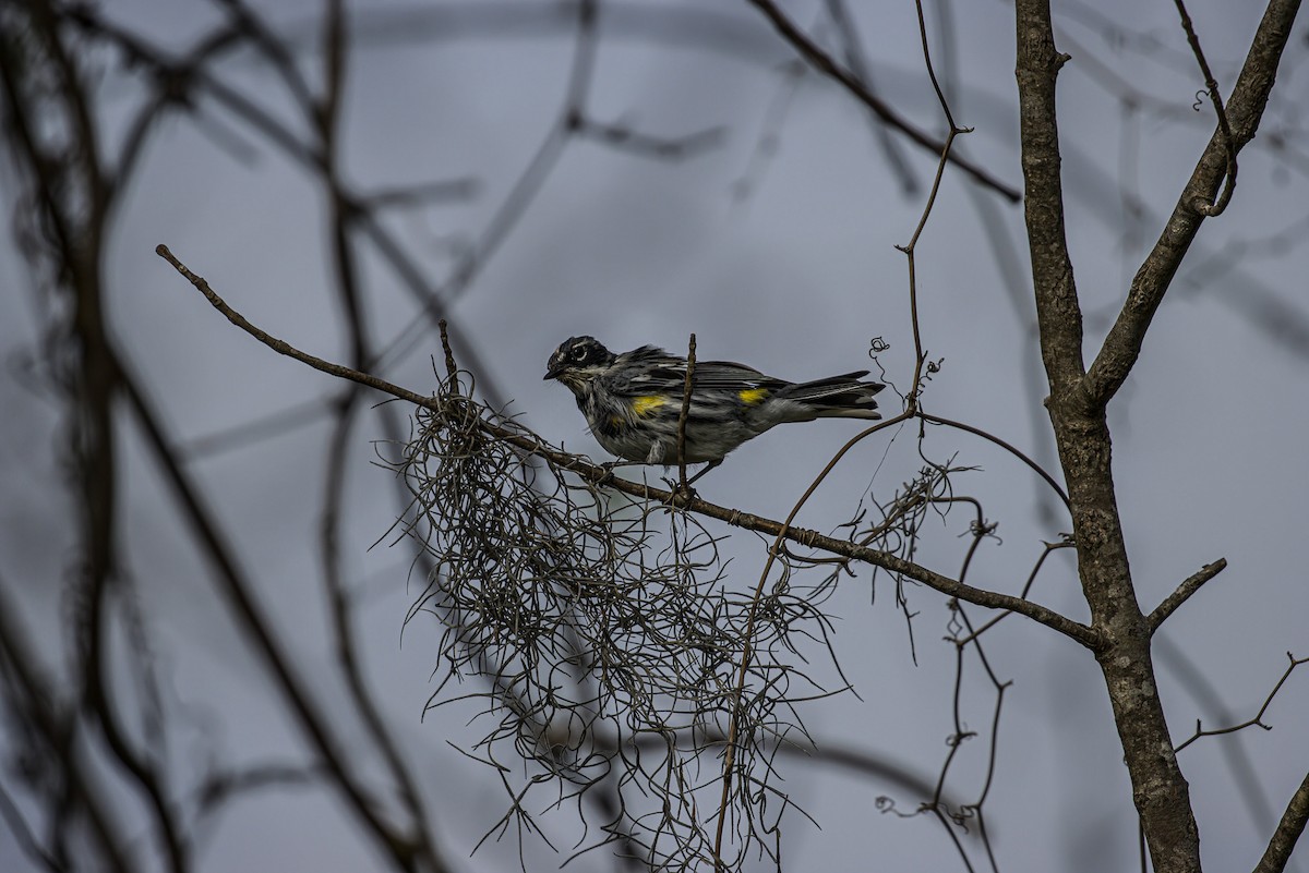 Yellow-rumped Warbler - ML616799959