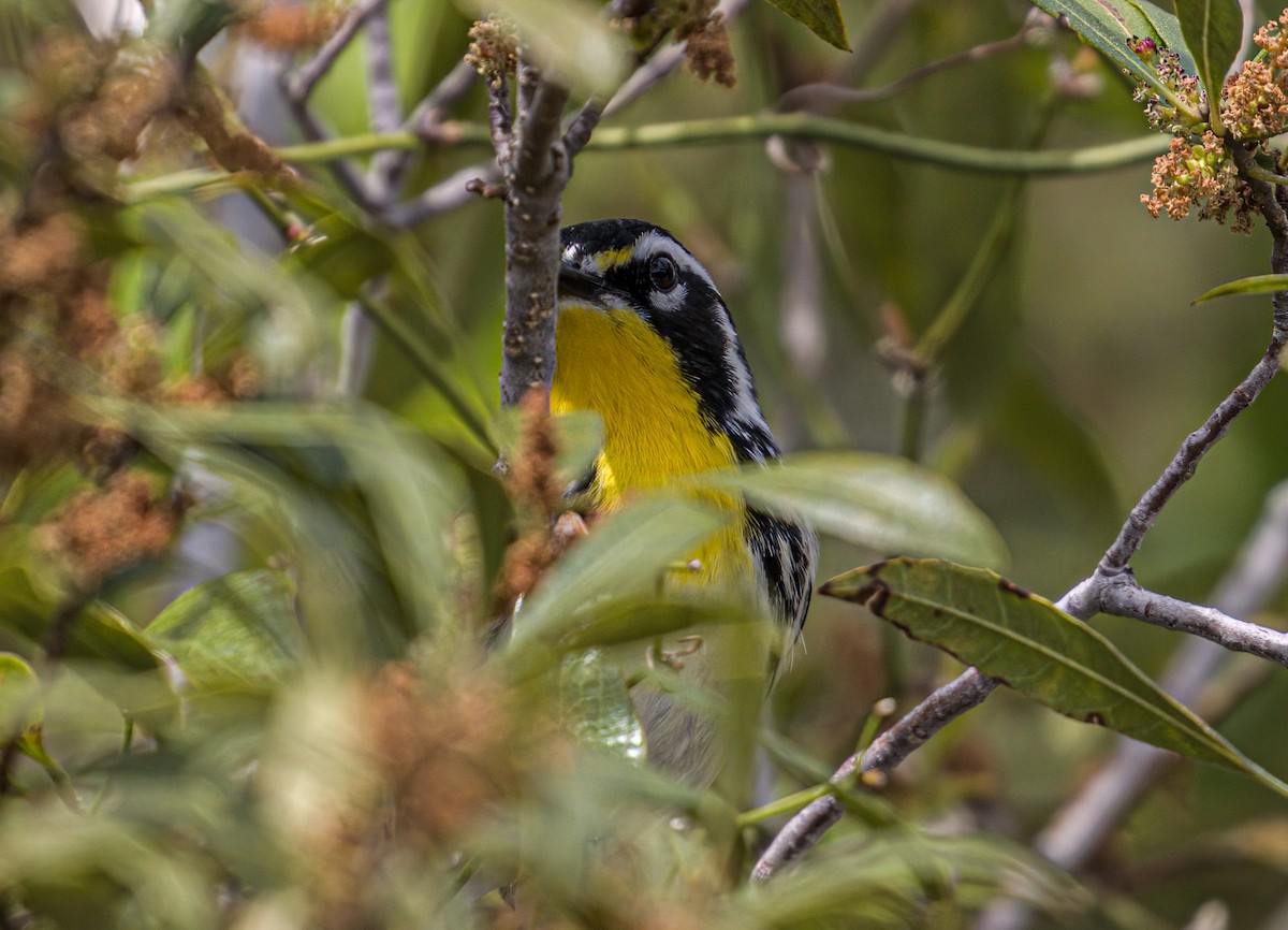 Yellow-throated Warbler - ML616799965