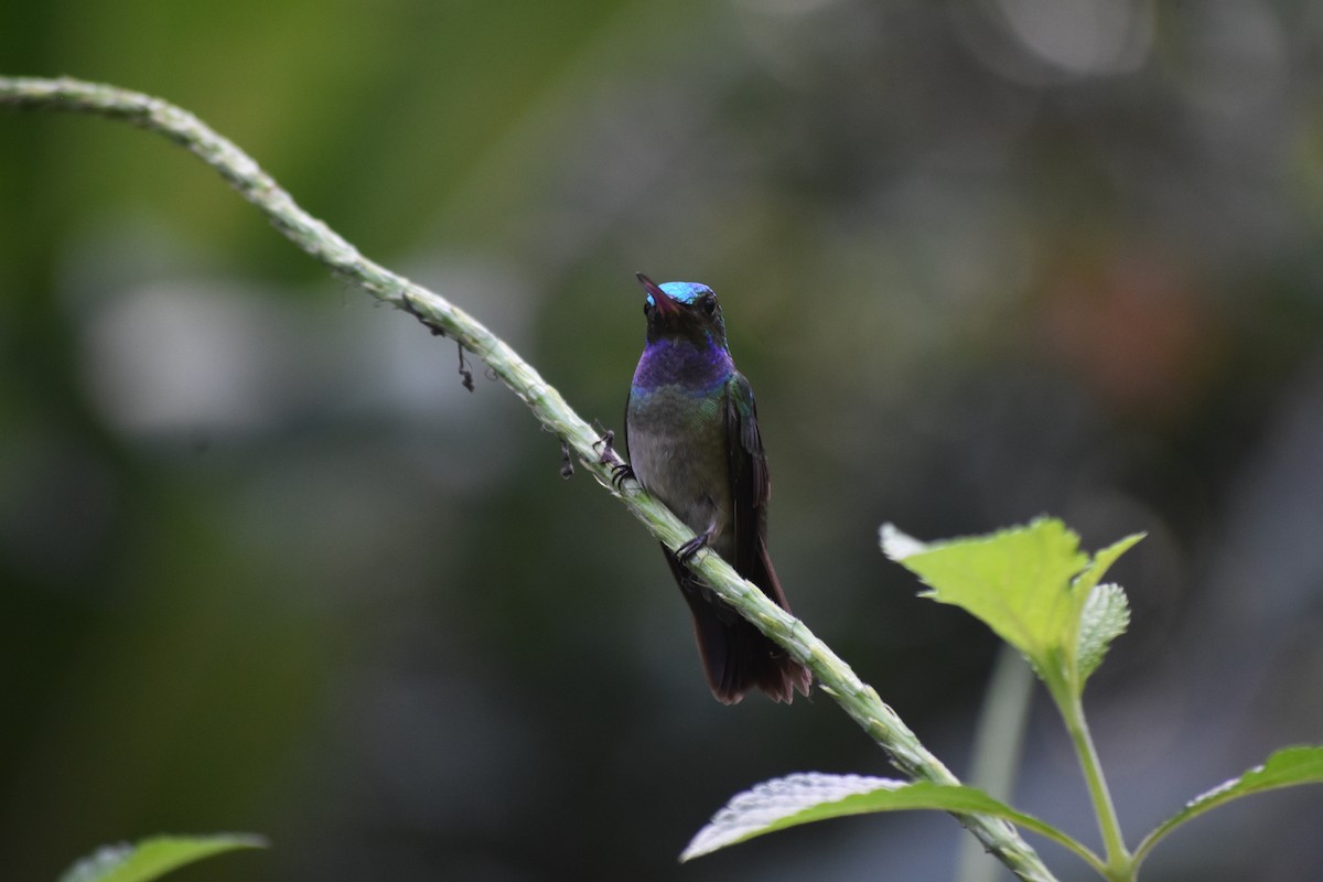 Charming Hummingbird - ML616799983