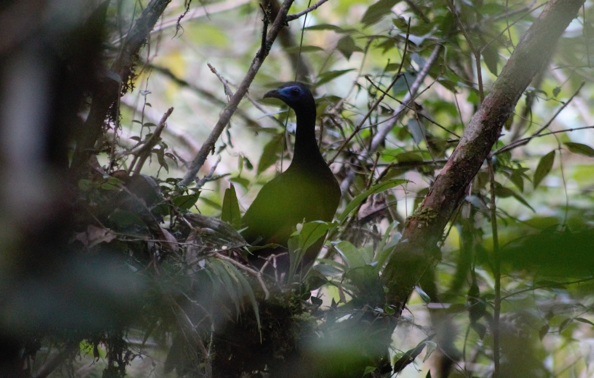 Sickle-winged Guan - ML616800150