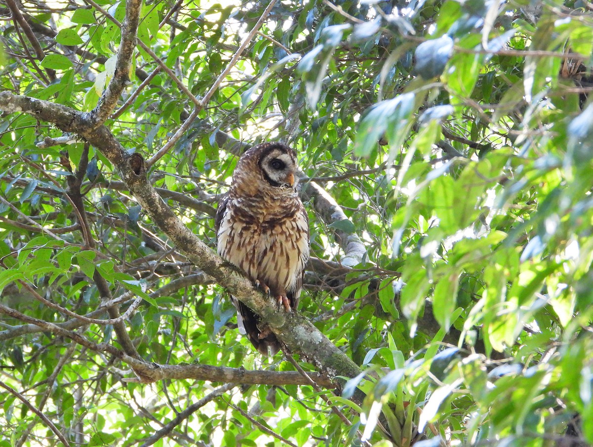 Fulvous Owl - Isaí López