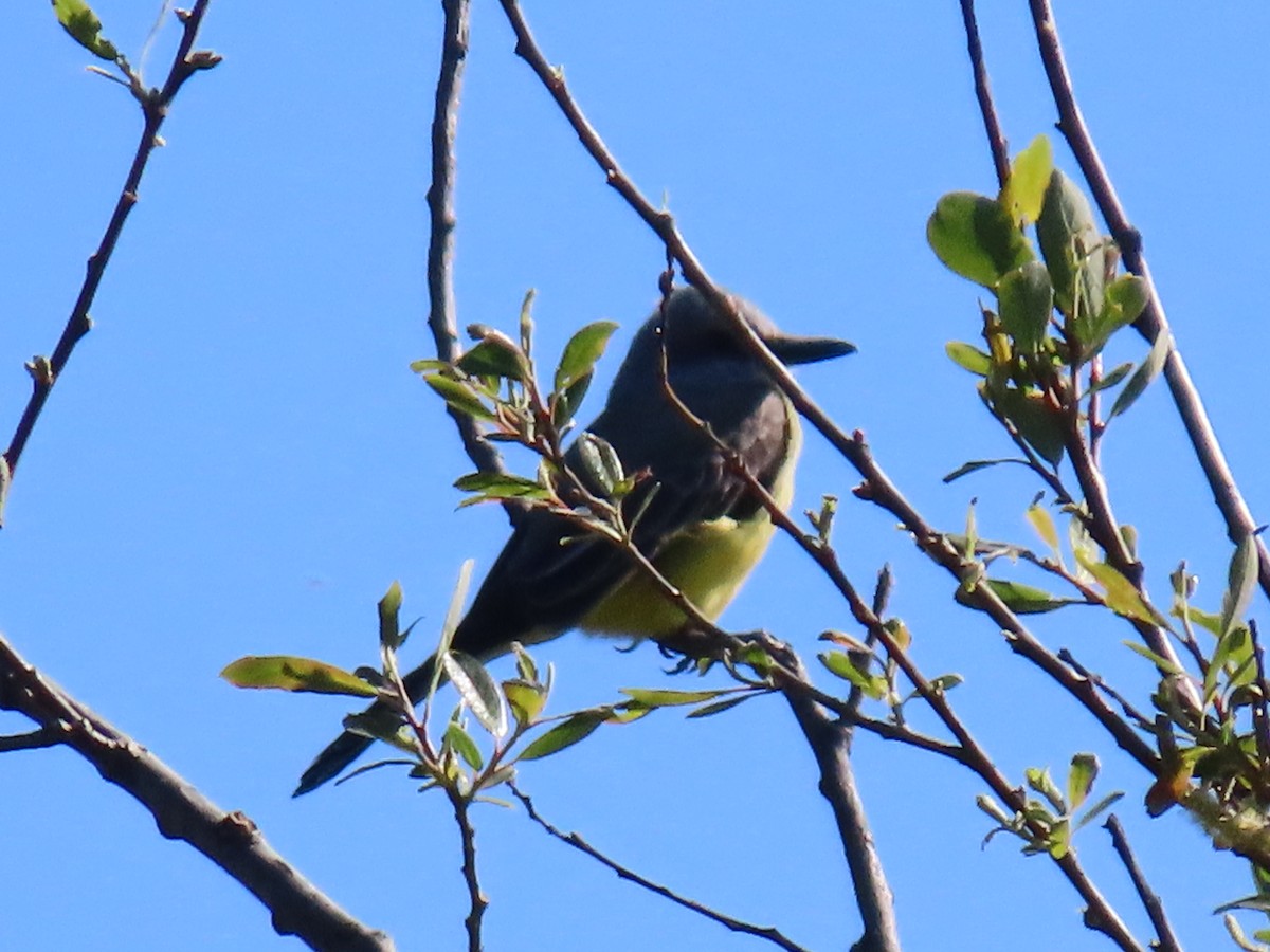 Tropical Kingbird - karen pinckard