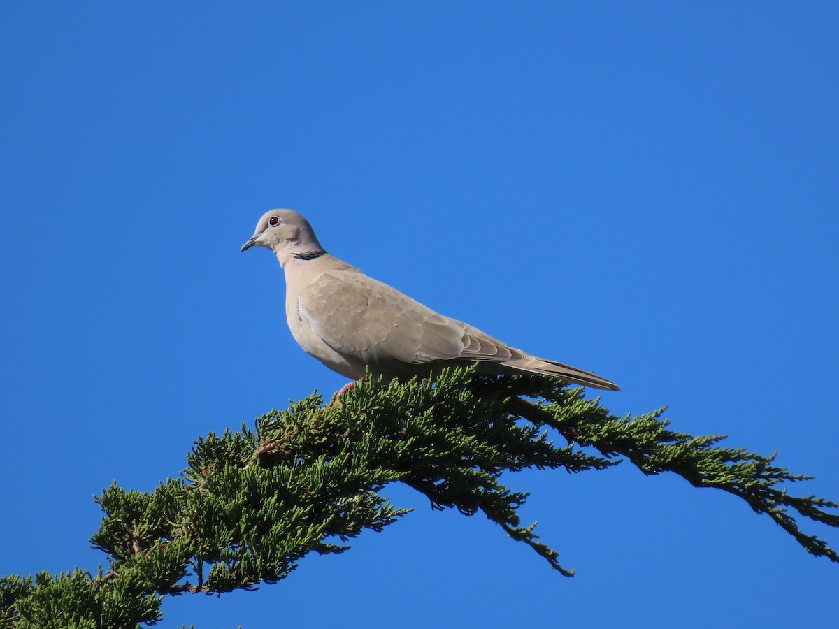 Eurasian Collared-Dove - karen pinckard