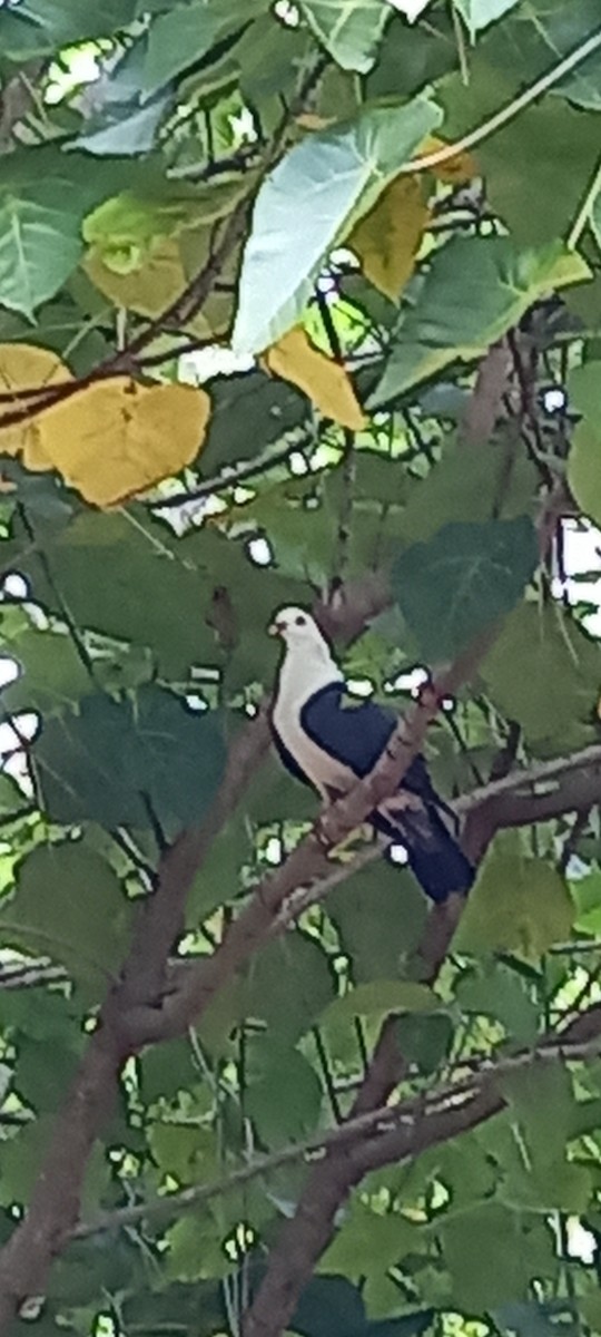 White-headed Pigeon - ML616800385