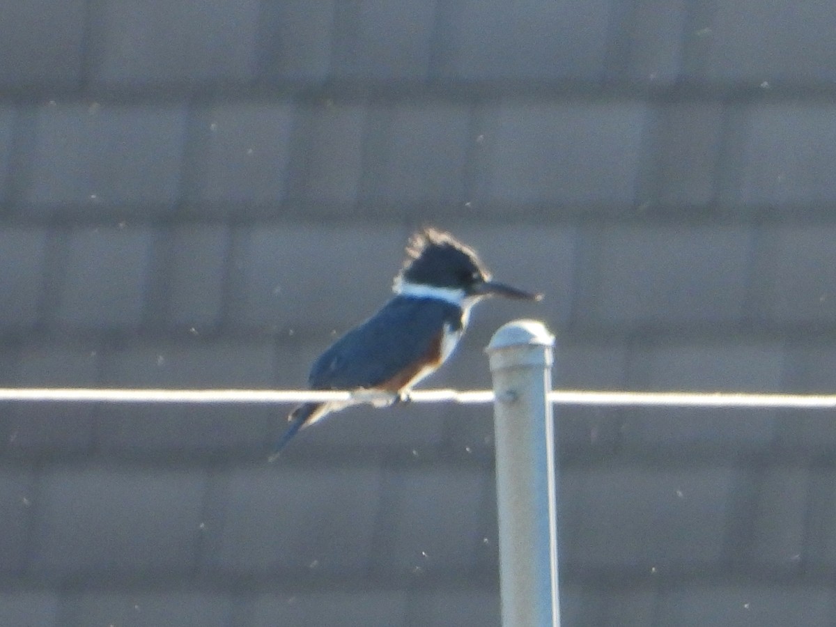 Belted Kingfisher - ML616800440