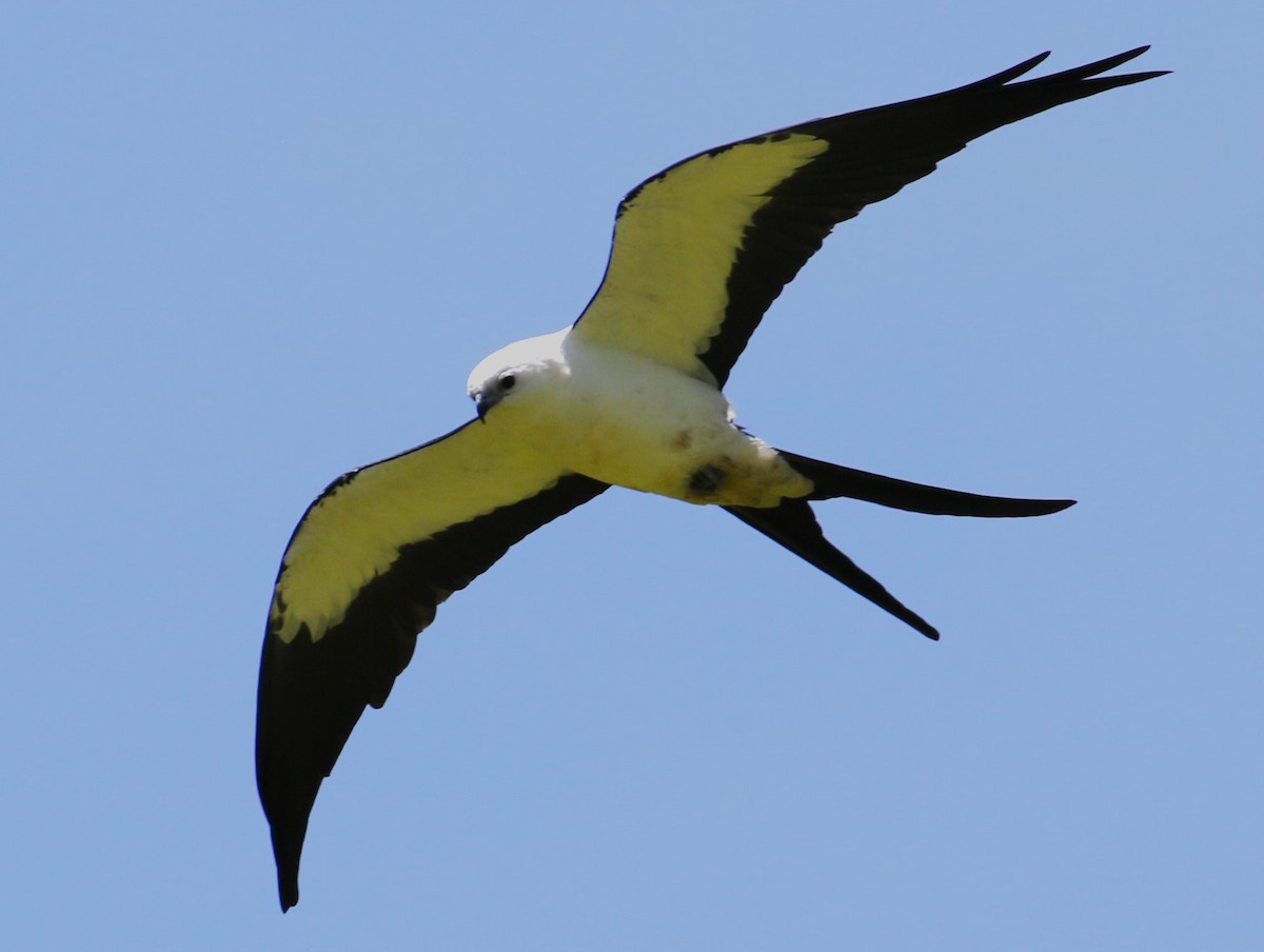 Swallow-tailed Kite - ML616800466