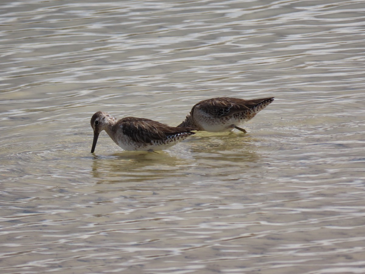 Long-billed Dowitcher - ML616800550