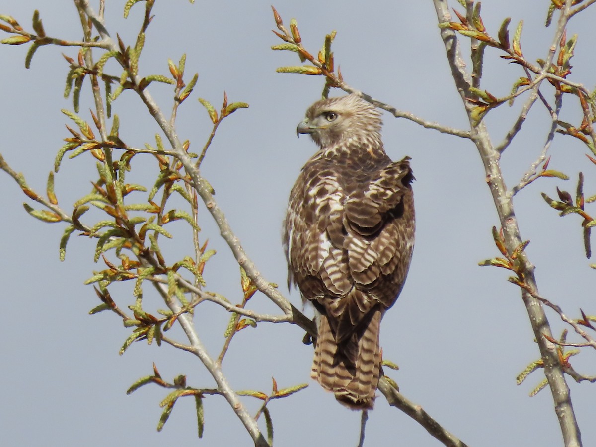 Red-tailed Hawk - ML616800599