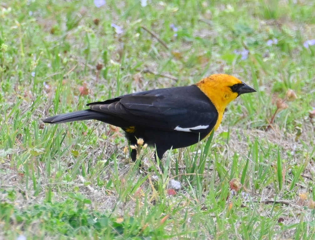 Yellow-headed Blackbird - ML616800701