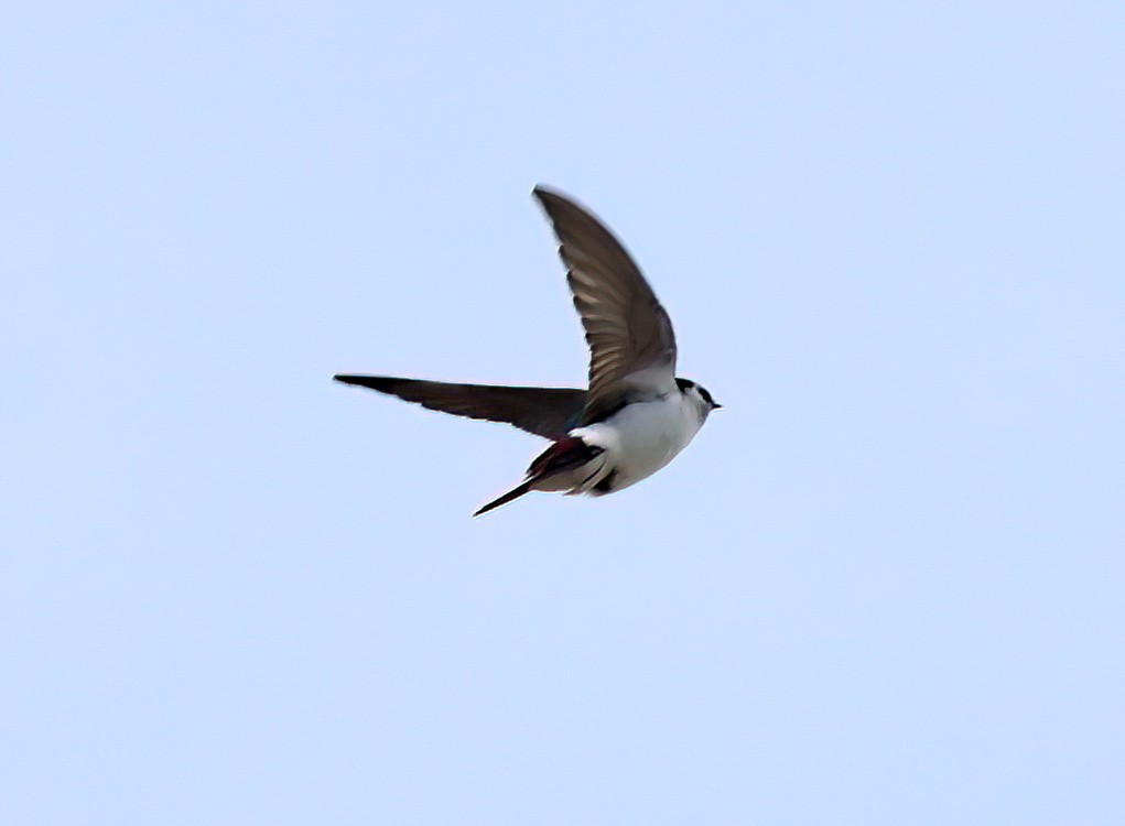 Violet-green Swallow - ML616800702