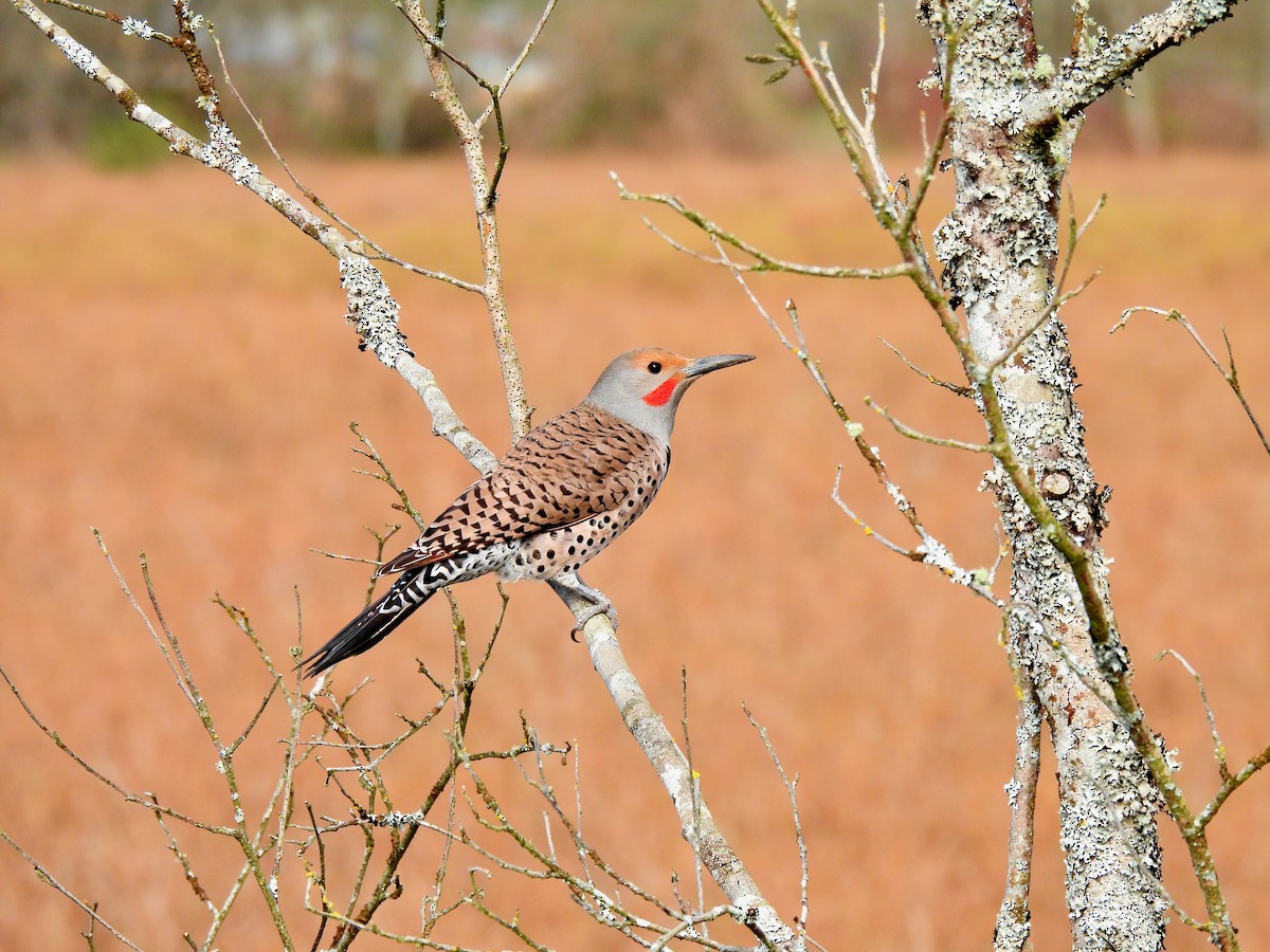 Northern Flicker (Red-shafted) - ML616800703