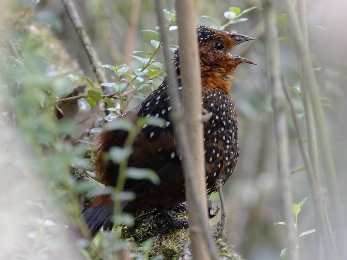 Ocellated Tapaculo - ML616800711