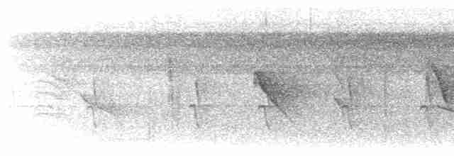 Kurzschwanz-Ameisenschlüpfer (ignota) - ML616800816