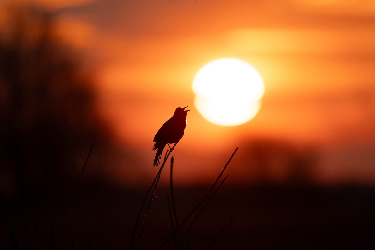Red-winged Blackbird - Graham Deese