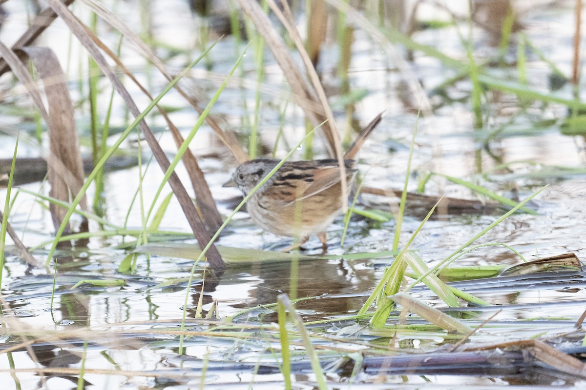 Swamp Sparrow - Graham Deese