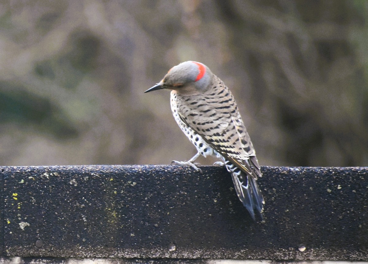 Red-bellied Woodpecker - ML616800931