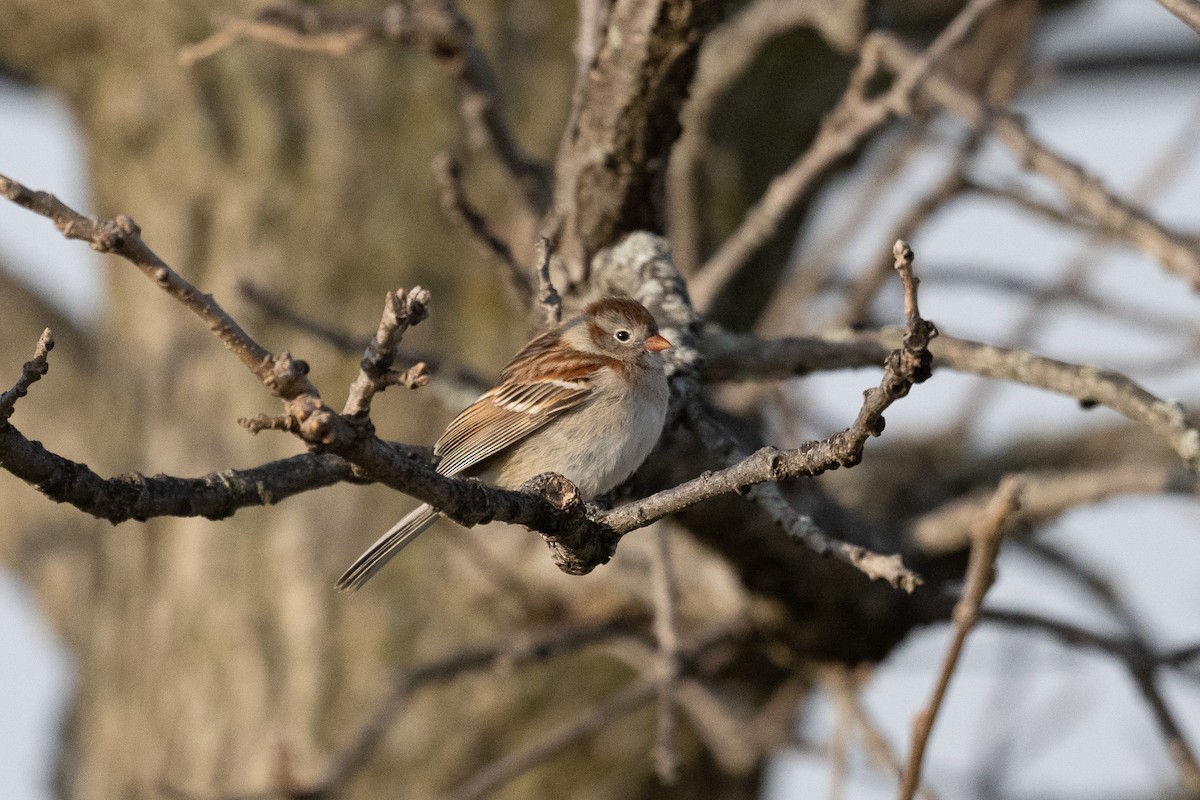 Field Sparrow - ML616800949