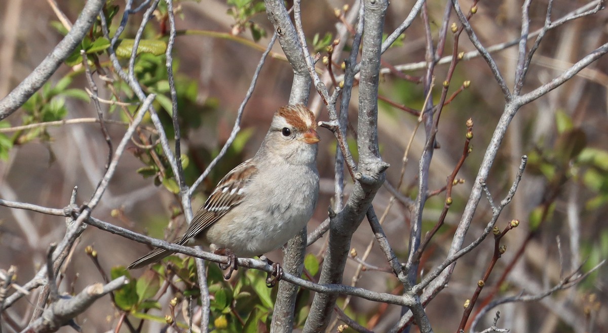 New York Breeding Bird Atlas Checklist - 31 Mar 2024 - Captree Island ...