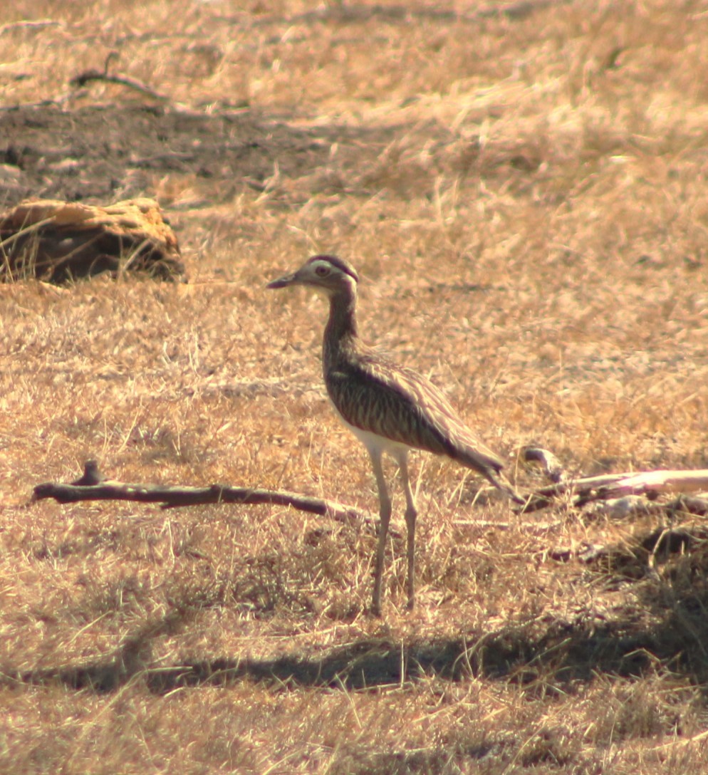 Double-striped Thick-knee - ML616801031