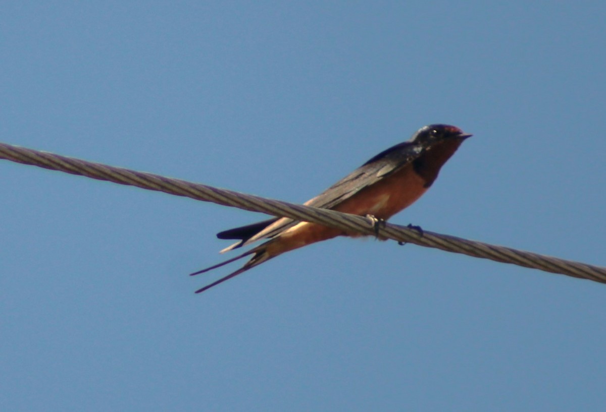 Barn Swallow - ML616801039