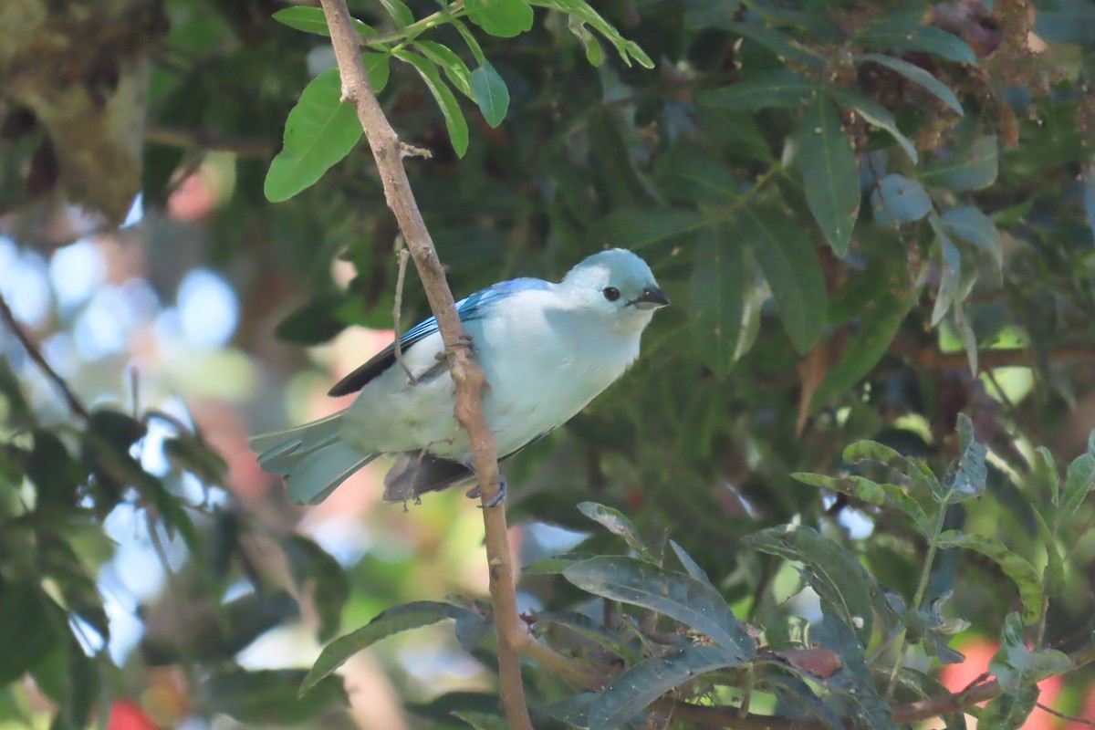 Blue-gray Tanager - ML616801046