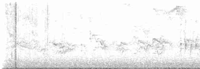 Amerika Çütresi (purpureus) - ML616801165