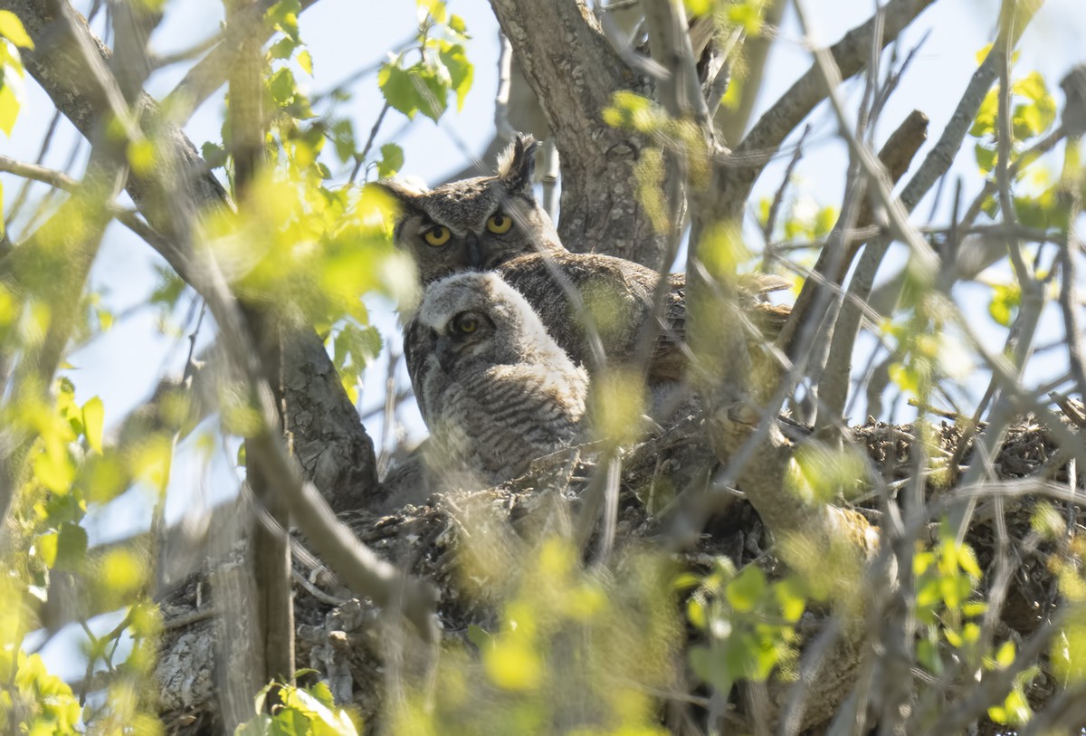 Great Horned Owl - Gail  West